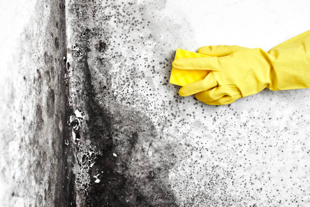 Trusted Topaz Ranch Estates, NV Mold Removal Experts
