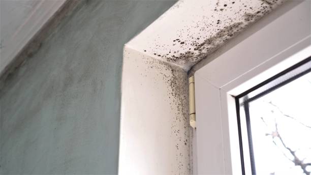 Best Residential Mold Removal  in Topaz Ranch Estates, NV