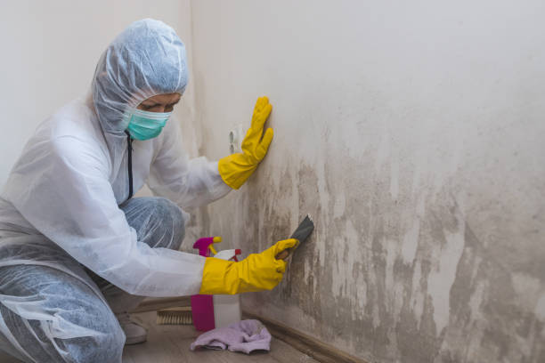 Best Professional Mold Removal  in Topaz Ranch Estates, NV