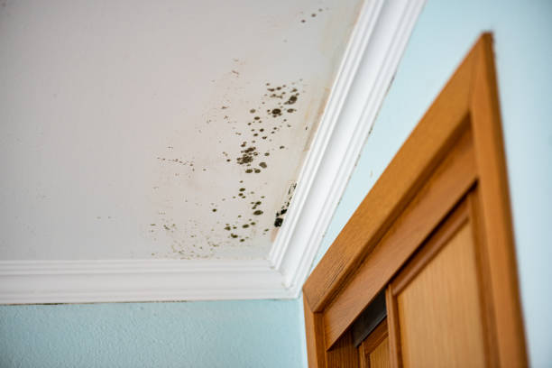 Best Certified Mold Removal  in Topaz Ranch Estates, NV