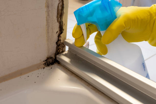 Crawl Space Mold Removal in Topaz Ranch Estates, NV
