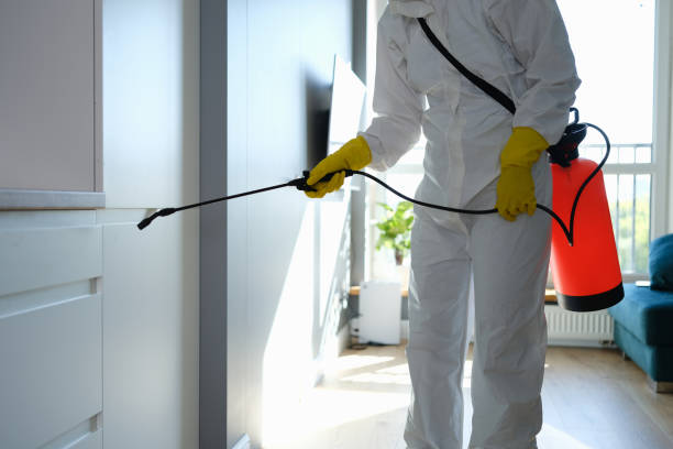 Best Same-Day Mold Removal  in Topaz Ranch Estates, NV