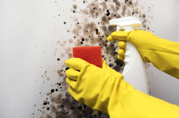 Best Commercial Mold Removal  in Topaz Ranch Estates, NV