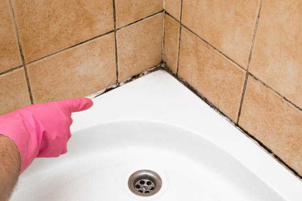 Mold Testing and Removal in Topaz Ranch Estates, NV
