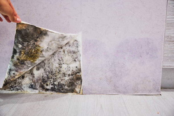 Best Attic Mold Removal  in Topaz Ranch Estates, NV